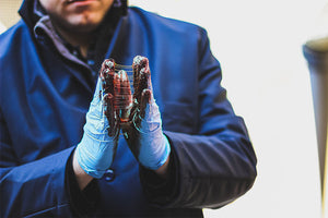 SemperGuard Blue Nitrile Gloves (5 mil) | Industrial Grade | Case of 1000